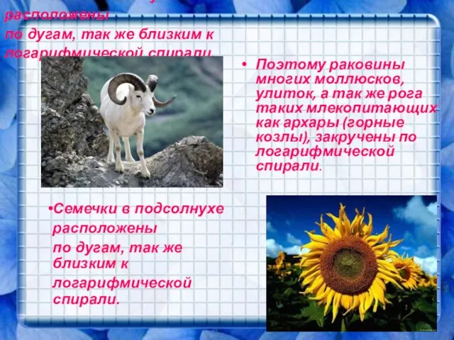 Семечки в подсолнухе расположены по дугам, так же близким к логарифмической спирали.