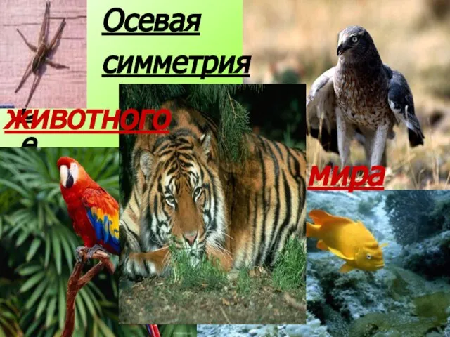 Осевая симметрия Осевая симметрия животного мира