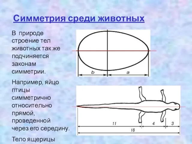 Симметрия среди животных В природе строение тел животных так же подчиняется законам