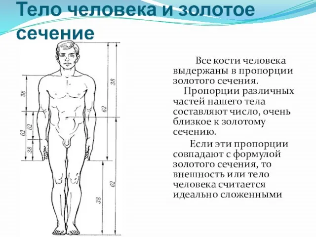 Тело человека и золотое сечение Все кости человека выдержаны в пропорции золотого