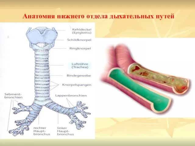 Анатомия нижнего отдела дыхательных путей