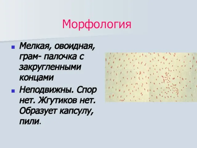 Морфология Мелкая, овоидная, грам- палочка с закругленными концами Неподвижны. Спор нет. Жгутиков нет. Образует капсулу, пили.