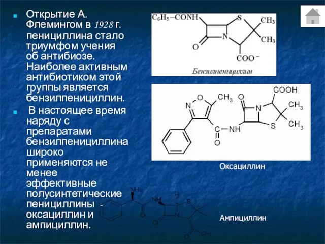 Открытие А. Флемингом в 1928 г. пенициллина стало триумфом учения об антибиозе.