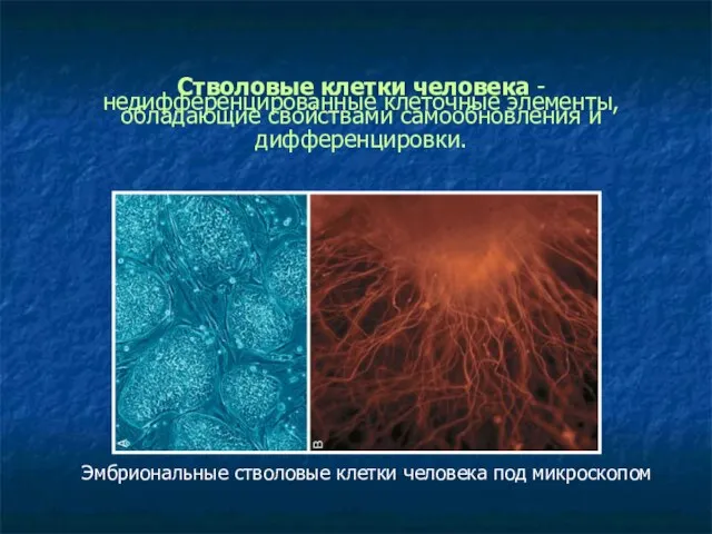 Стволовые клетки человека - недифференцированные клеточные элементы, обладающие свойствами самообновления и дифференцировки.