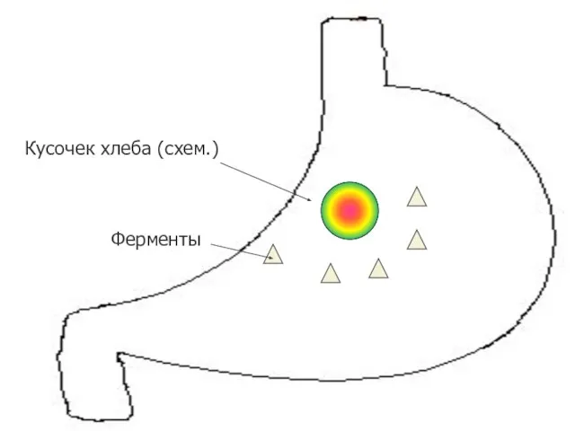 Кусочек хлеба (схем.) Ферменты