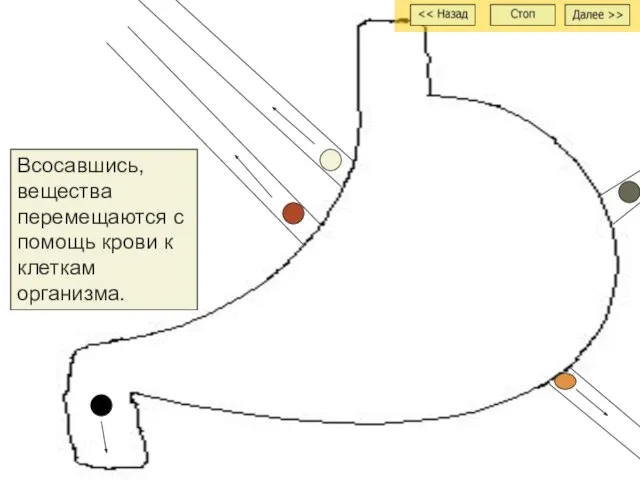 Всосавшись, вещества перемещаются с помощь крови к клеткам организма.