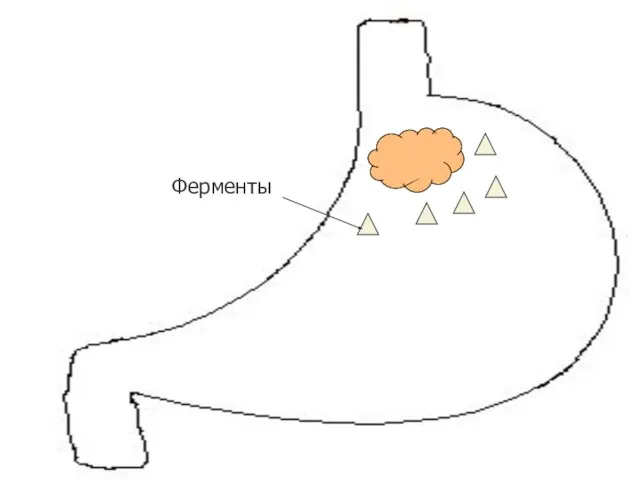 Ферменты