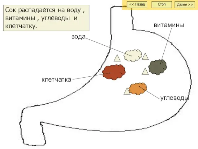 Сок распадается на воду , витамины , углеводы и клетчатку. вода витамины углеводы клетчатка