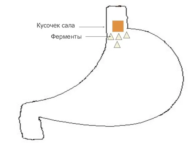 Кусочек сала Ферменты