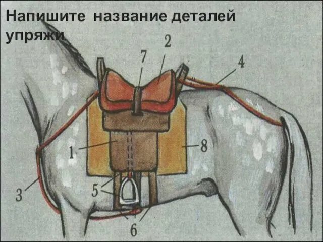 Напишите название деталей упряжи.