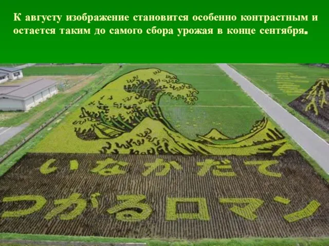 К августу изображение становится особенно контрастным и остается таким до самого сбора урожая в конце сентября.