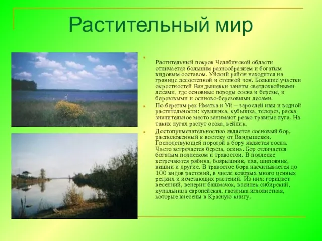 Растительный мир Растительный покров Челябинской области отличается большим разнообразием и богатым видовым