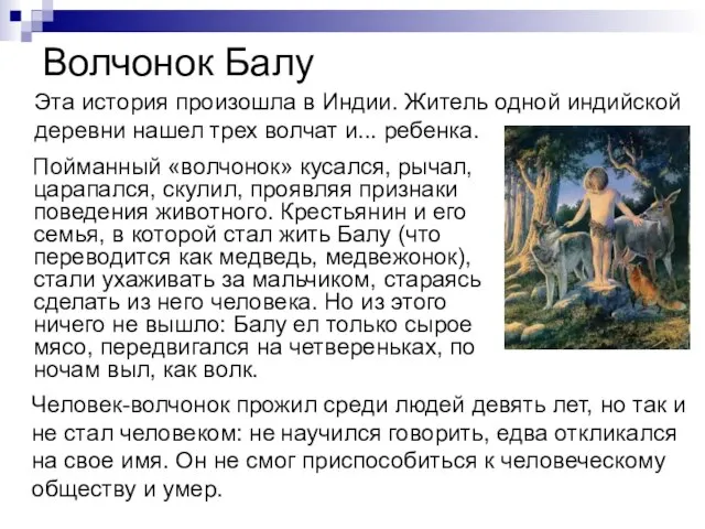 Волчонок Балу Пойманный «волчонок» кусался, рычал, царапался, скулил, проявляя признаки поведения животного.