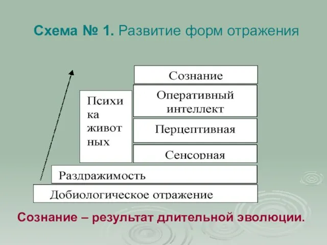 Схема № 1. Развитие форм отражения Сознание – результат длительной эволюции.