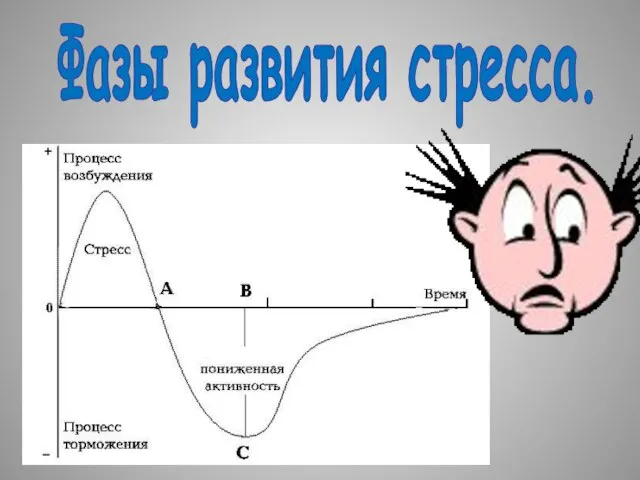 Фазы развития стресса.