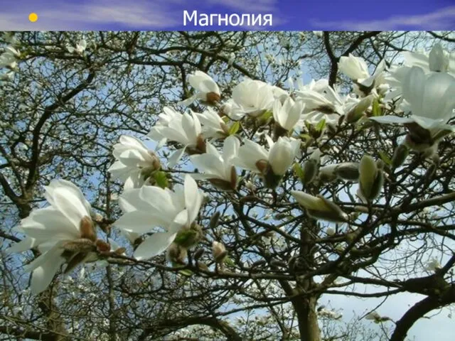 Магнолия