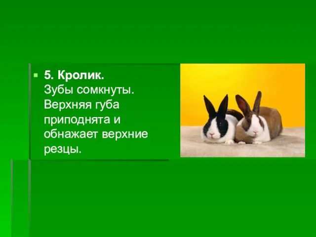 5. Кролик. Зубы сомкнуты. Верхняя губа приподнята и обнажает верхние резцы.