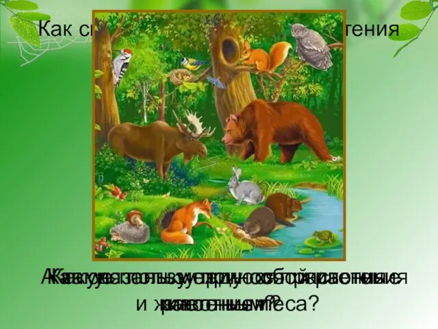 Как связаны между собой растения и животные леса? Как связаны между собой