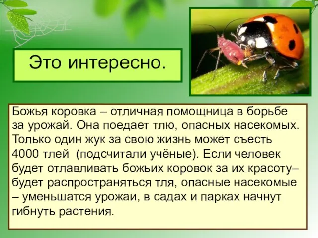 Это интересно. Божья коровка – отличная помощница в борьбе за урожай. Она