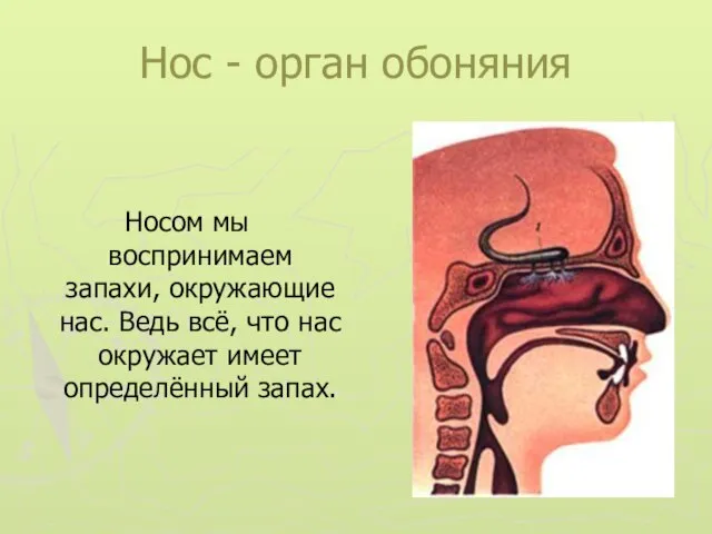 Нос - орган обоняния Носом мы воспринимаем запахи, окружающие нас. Ведь всё,