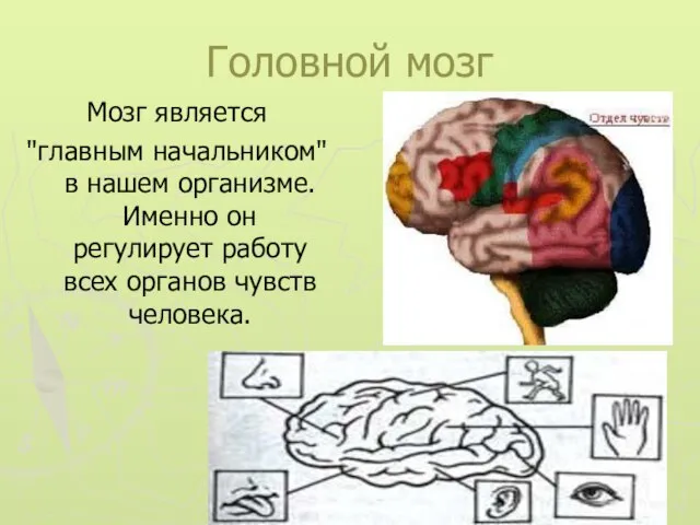 Головной мозг Мозг является "главным начальником" в нашем организме. Именно он регулирует