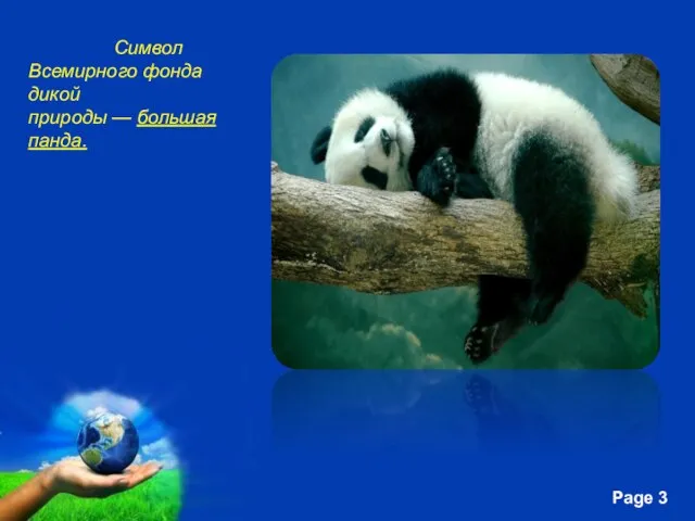 Символ Всемирного фонда дикой природы — большая панда.