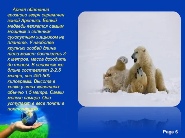 Ареал обитания грозного зверя ограничен зоной Арктики. Белый медведь является самым мощным