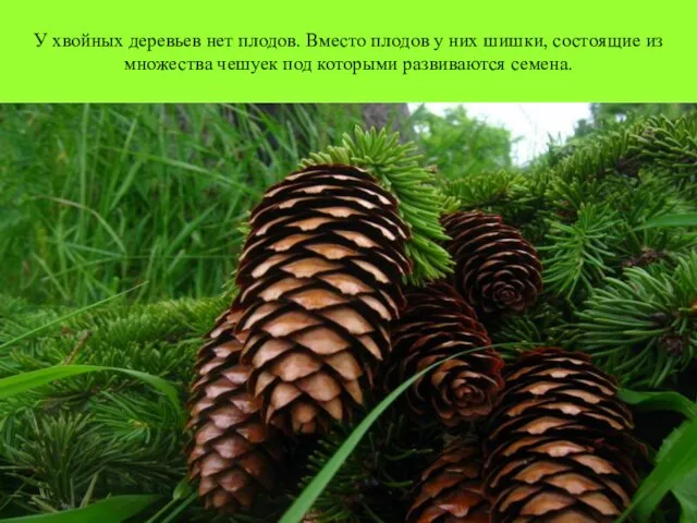 У хвойных деревьев нет плодов. Вместо плодов у них шишки, состоящие из