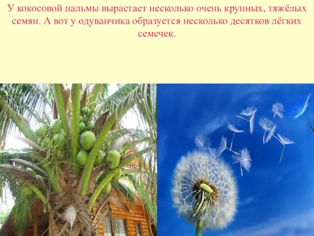 У кокосовой пальмы вырастает несколько очень крупных, тяжёлых семян. А вот у