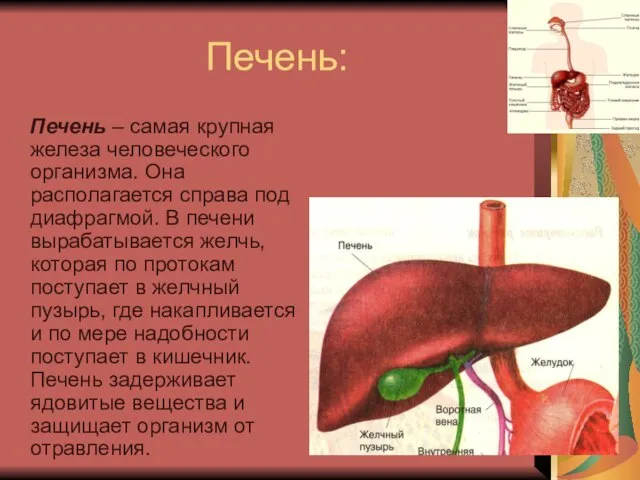 Печень: Печень – самая крупная железа человеческого организма. Она располагается справа под