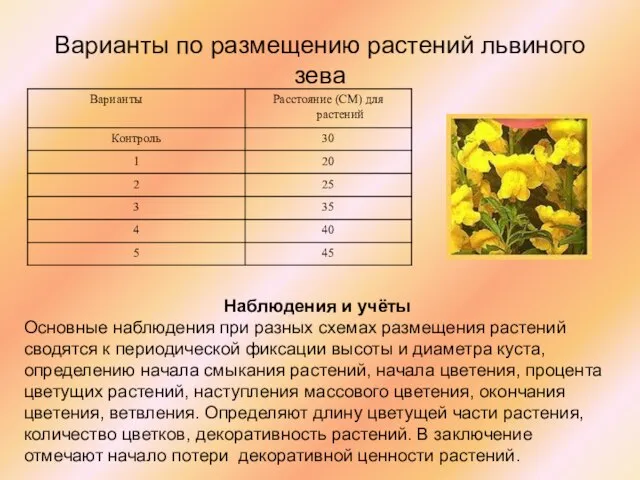 Варианты по размещению растений львиного зева Наблюдения и учёты Основные наблюдения при