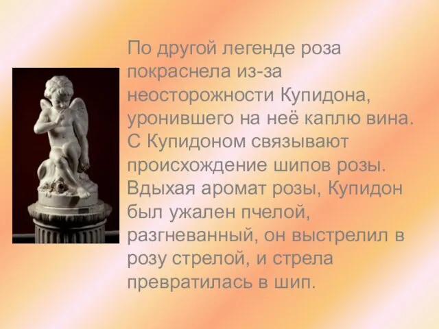 По другой легенде роза покраснела из-за неосторожности Купидона, уронившего на неё каплю