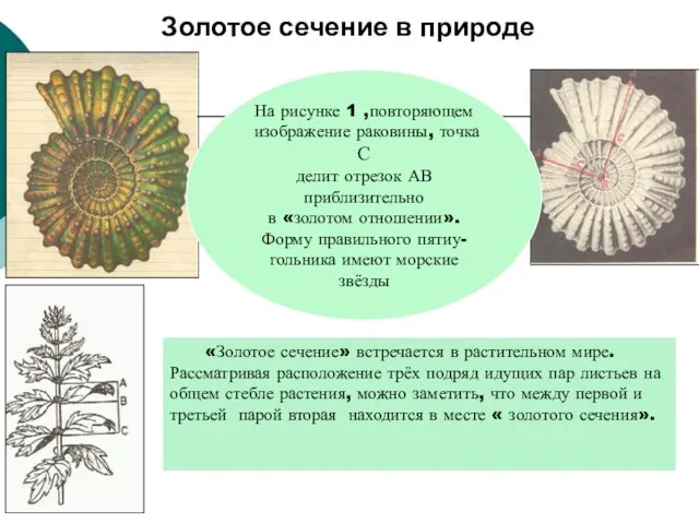 Золотое сечение в природе «Золотое сечение» встречается в растительном мире. Рассматривая расположение