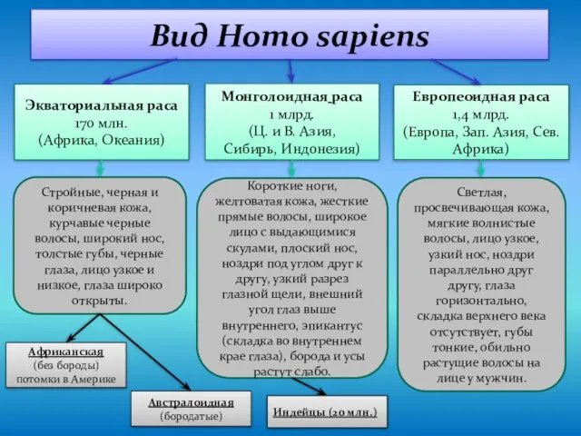 Вид Homo sapiens Экваториальная раса 170 млн. (Африка, Океания) Европеоидная раса 1,4