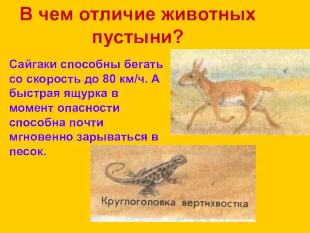 В чем отличие животных пустыни? Сайгаки способны бегать со скорость до 80