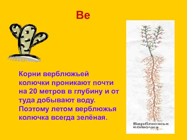 Ве Корни верблюжьей колючки проникают почти на 20 метров в глубину и