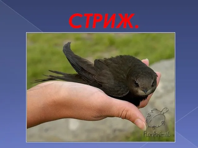 СТРИЖ.