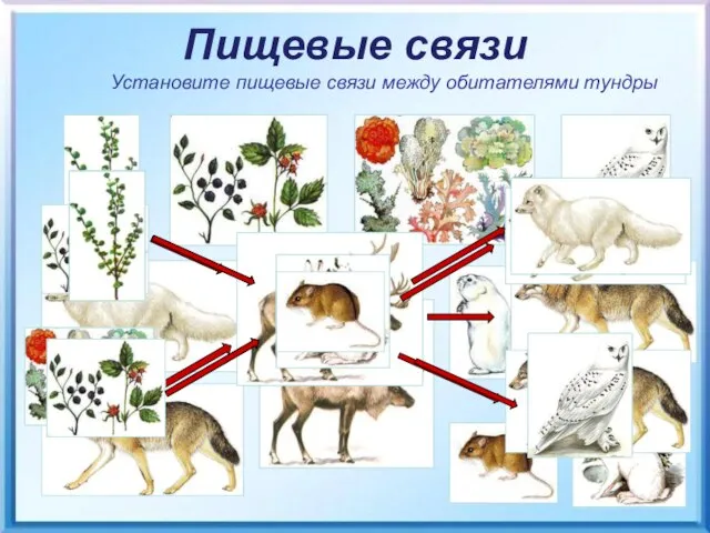 Пищевые связи Установите пищевые связи между обитателями тундры