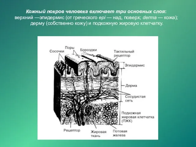 Кожный покров человека включает три основных слоя: верхний —эпидермис (от греческого ерi