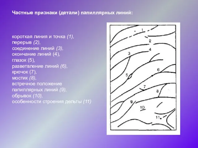 Частные признаки (детали) папиллярных линий: короткая линия и точка (1), перерыв (2),