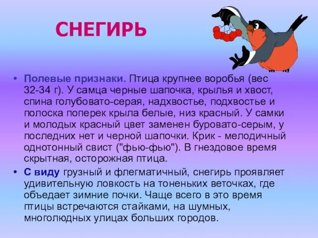 СНЕГИРЬ Полевые признаки. Птица крупнее воробья (вес 32-34 г). У самца черные