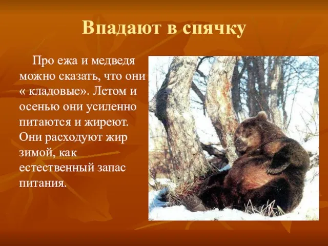 Впадают в спячку Про ежа и медведя можно сказать, что они «