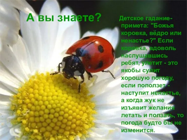 А вы знаете? Детское гадание-примета: "Божья коровка, вёдро или ненастье?" Если коровка,