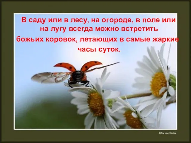 В саду или в лесу, на огороде, в поле или на лугу