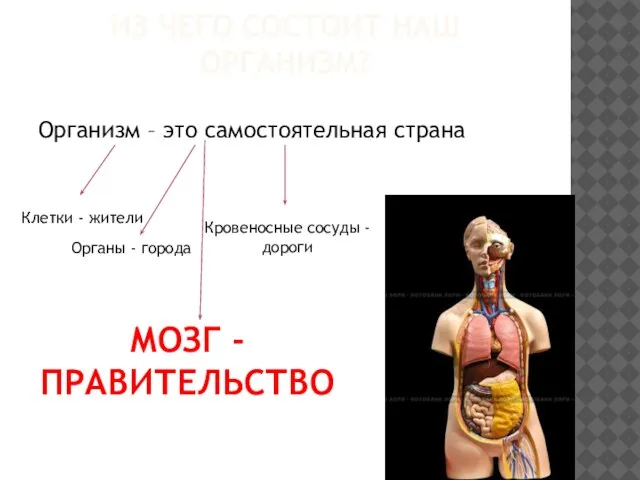 Из чего состоит наш организм? Организм – это самостоятельная страна Клетки -