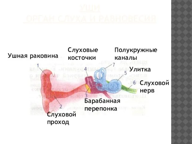 Уши орган слуха и равновесия Ушная раковина Слуховой проход Барабанная перепонка Слуховые