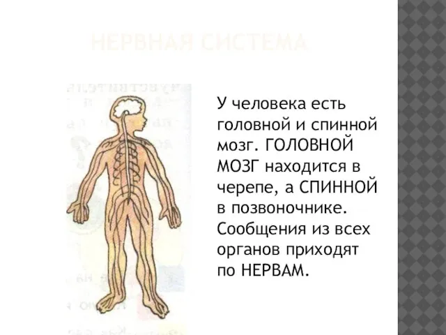 Нервная система У человека есть головной и спинной мозг. ГОЛОВНОЙ МОЗГ находится