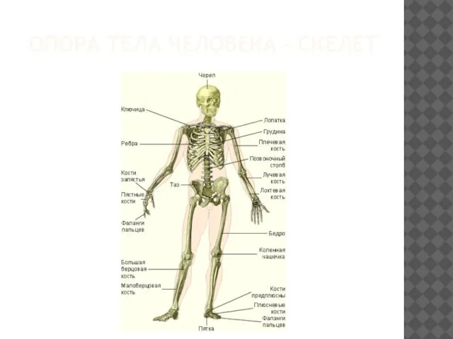 Опора тела человека - скелет