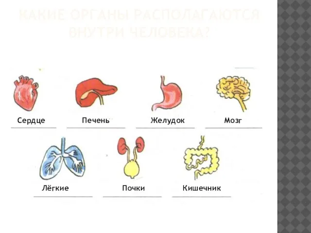 Какие органы располагаются внутри человека? Сердце Печень Желудок Мозг Лёгкие Почки Кишечник