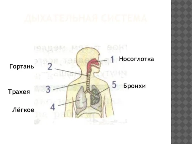 Дыхательная система Носоглотка Гортань Трахея Лёгкое Бронхи